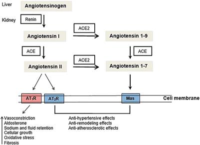 Mini-review: Angiotensin- converting enzyme 1 (ACE1) and the impact for diseases such as Alzheimer’s disease, sarcopenia, cancer, and COVID-19